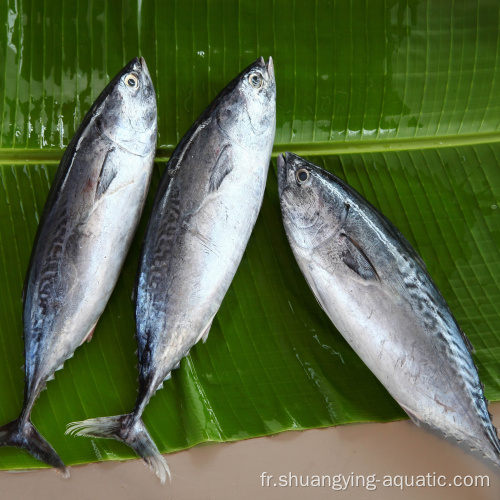 Poisson bonito gelé entier rond pour conserve